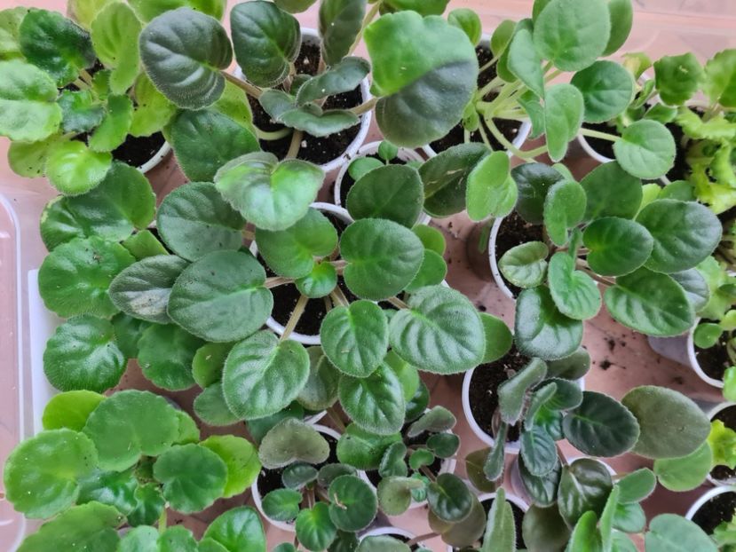  - AA Violete de vanzare iulie 2025