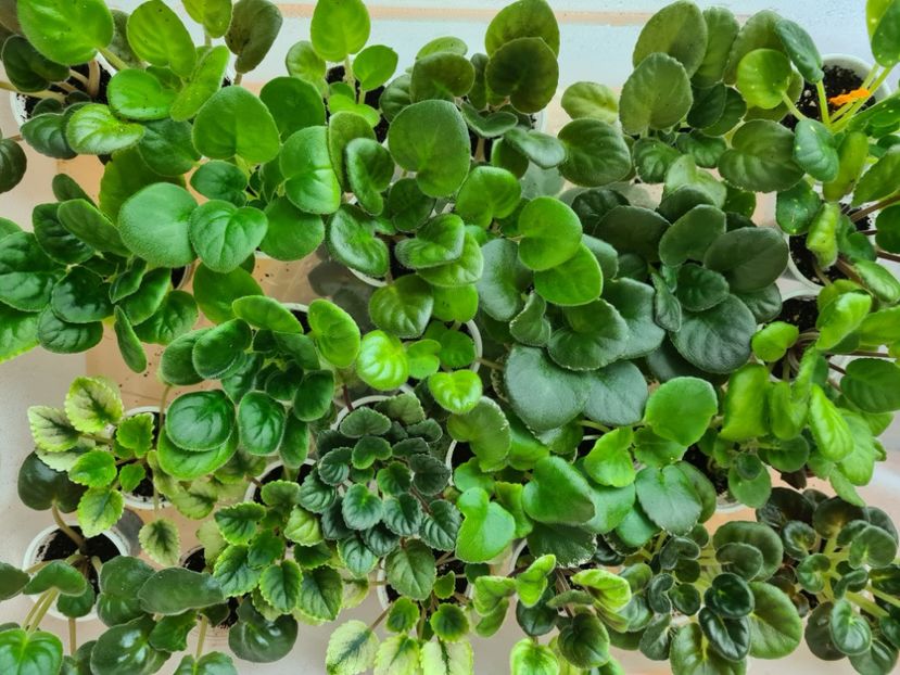  - AA Violete de vanzare iulie 2025