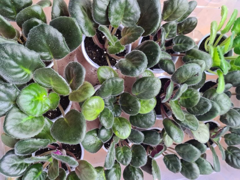  - AA Violete de vanzare iulie 2025