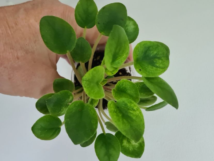  - AA Violete de vanzare iulie 2025