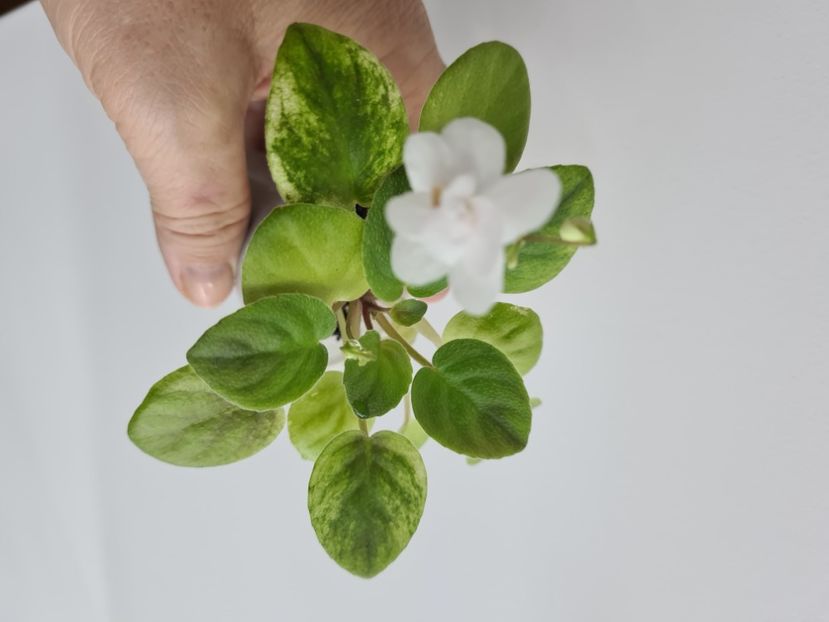  - AA Violete de vanzare iulie 2025