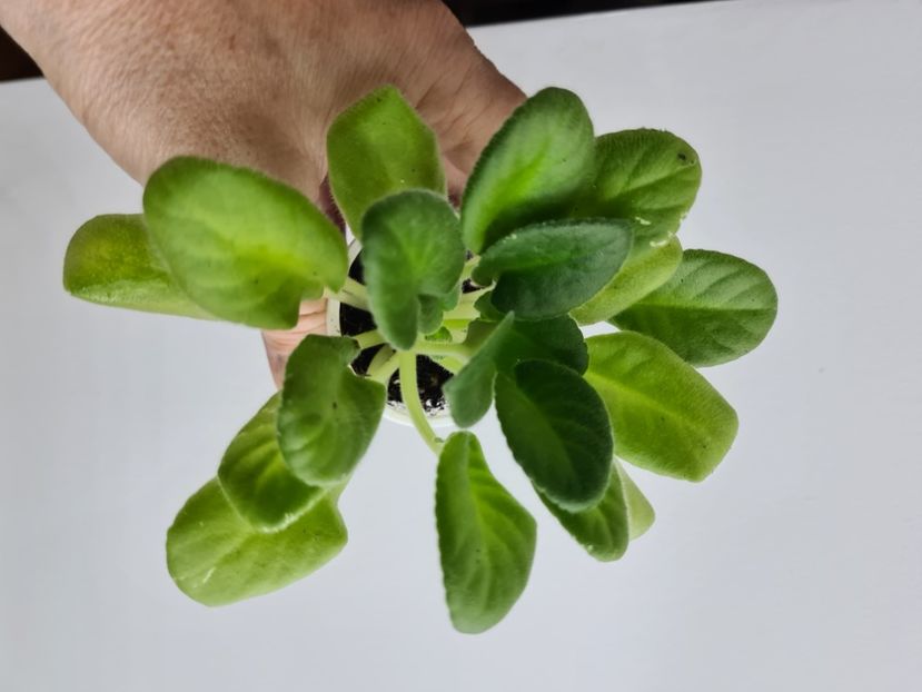  - AA Violete de vanzare iulie 2025