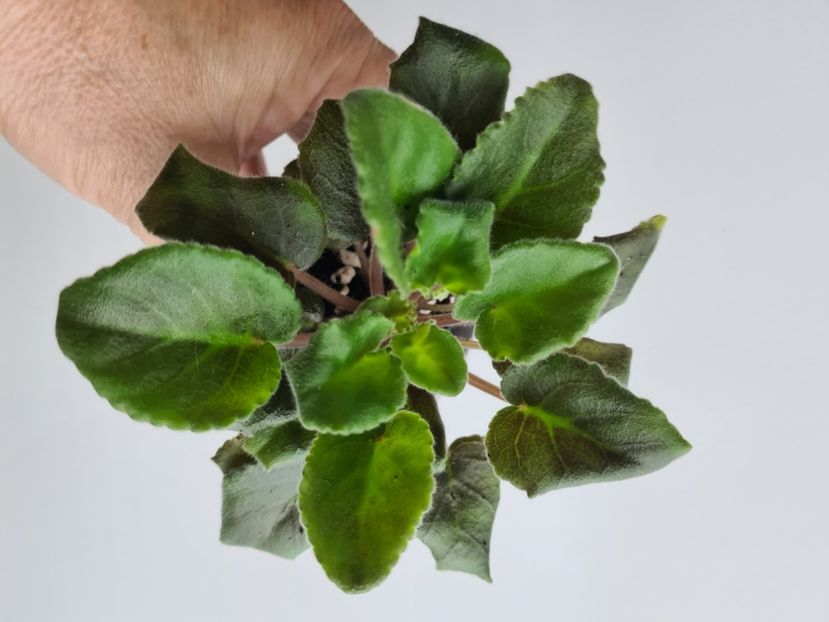  - AA Violete de vanzare iulie 2025