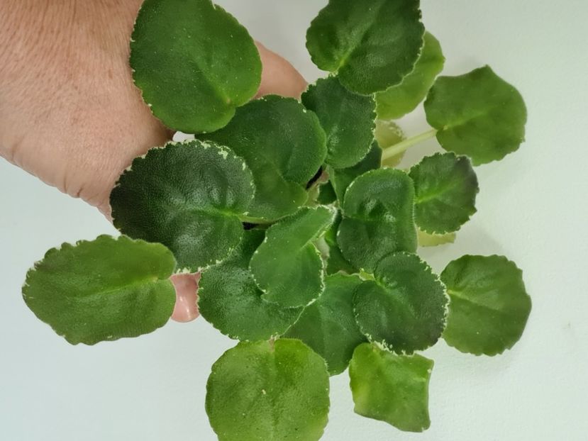  - AA Violete de vanzare iulie 2025