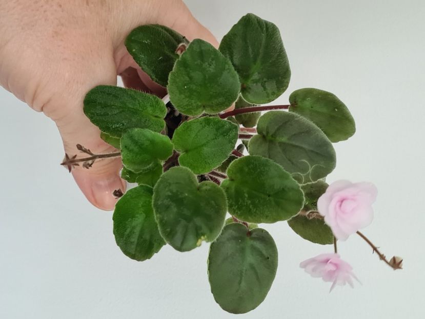  - AA Violete de vanzare iulie 2025