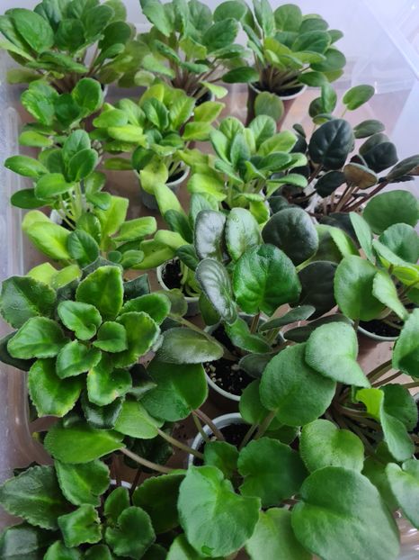  - AA Violete de vanzare iulie 2025