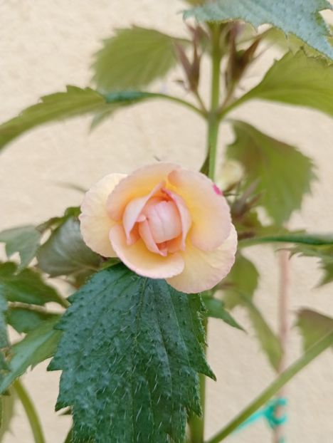 2025 - Lemon Orchard