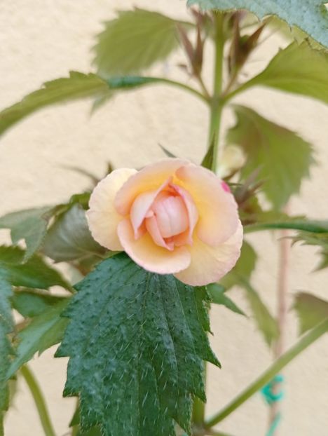 Lemon Orchard - - - - 2025