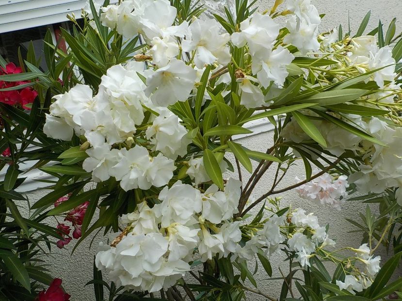  - mont blanc leandru nr 22