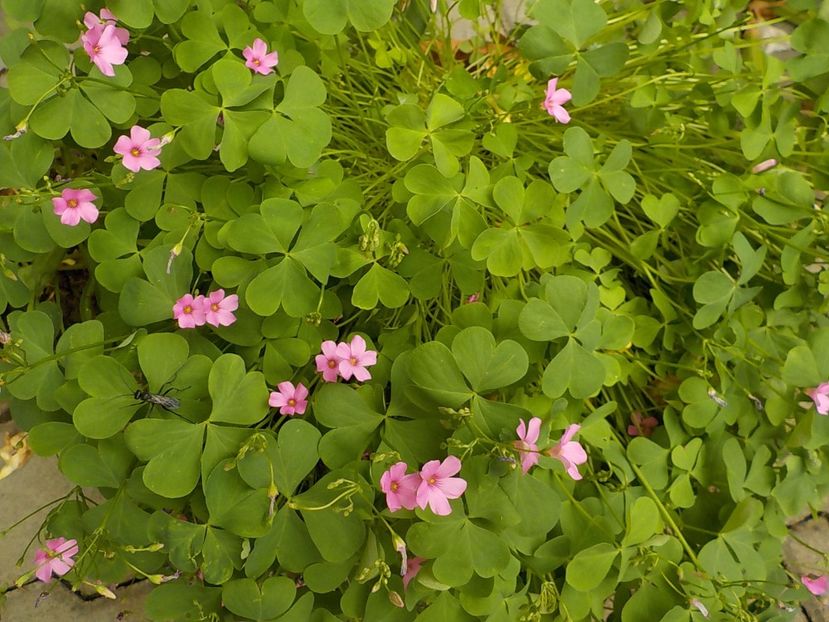  - oxalis rubra