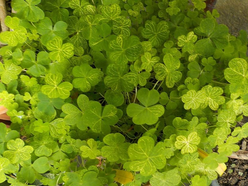  - oxalis corimbosa aureo
