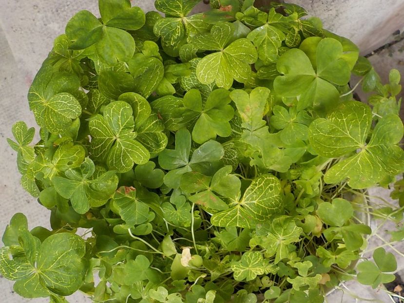  - oxalis corimbosa aureo