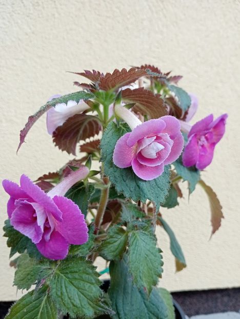  - Aurika s Raspberry Yolk