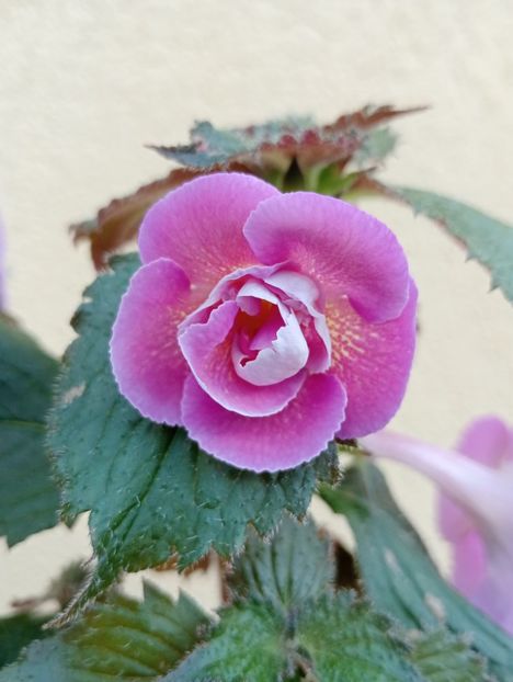  - Aurika s Raspberry Yolk