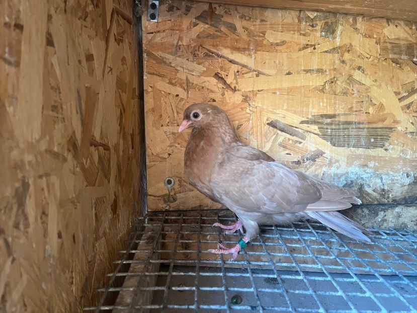 1802/25 - 8-lot zbor 2025