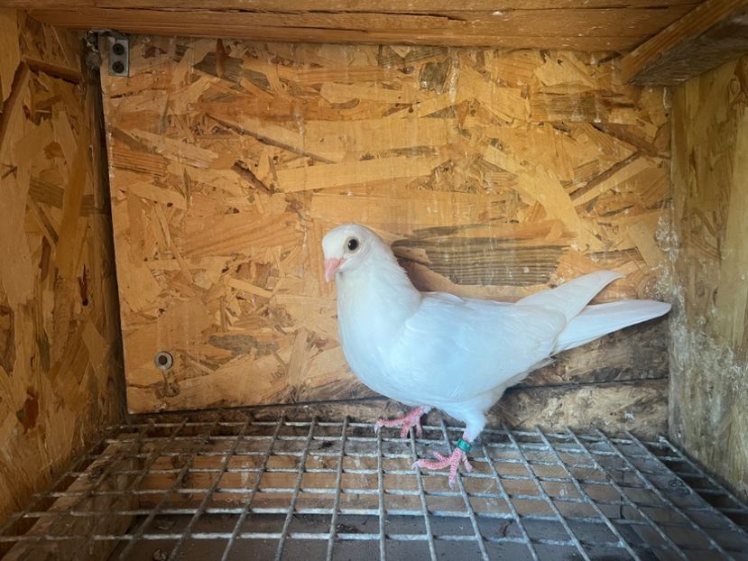 1784/25 - 8-lot zbor 2025