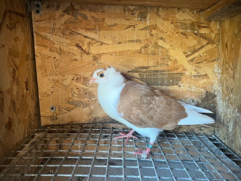 1796/25 - 8-lot zbor 2025