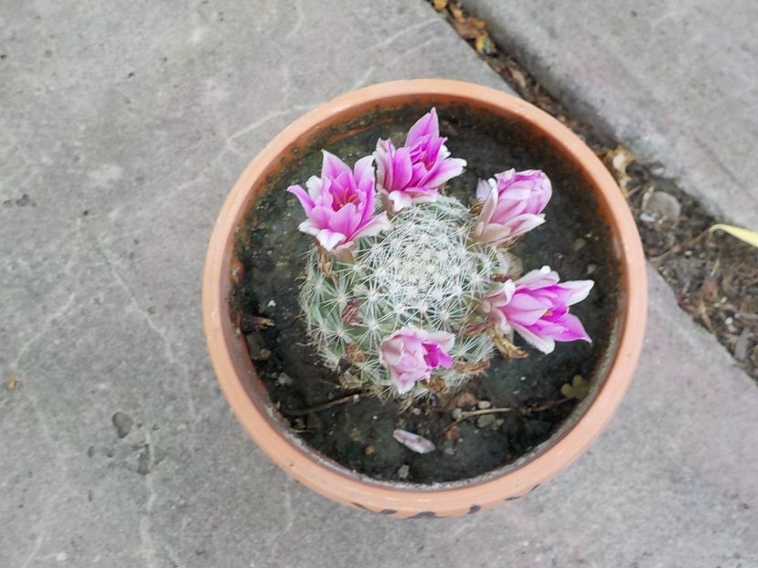  - mammillaria spinosisima