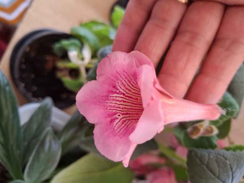  - Diverse flori 2025