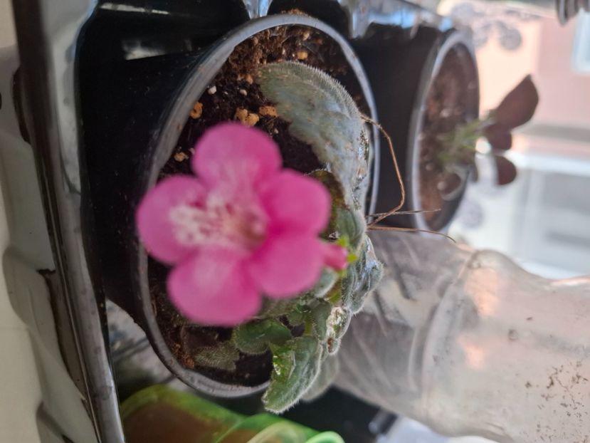  - Diverse flori 2025