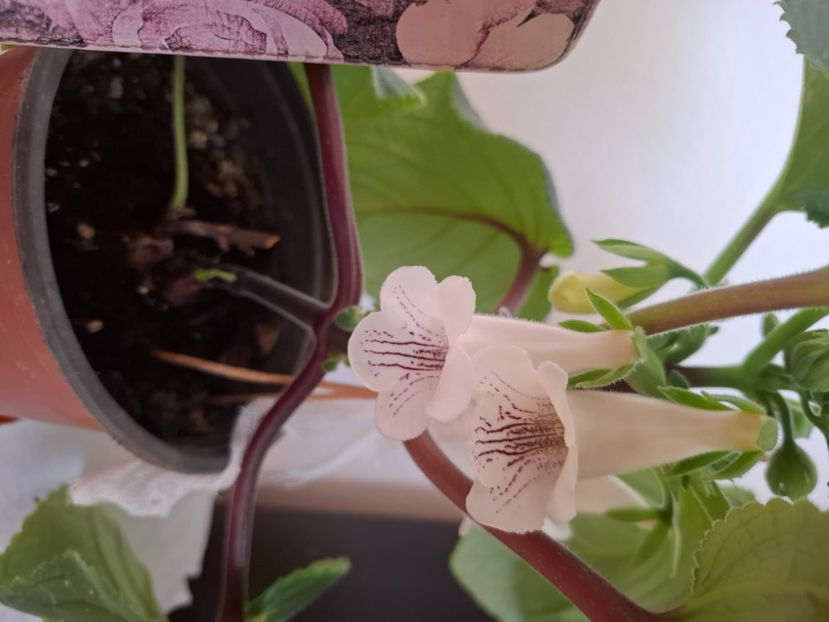  - Diverse flori 2025