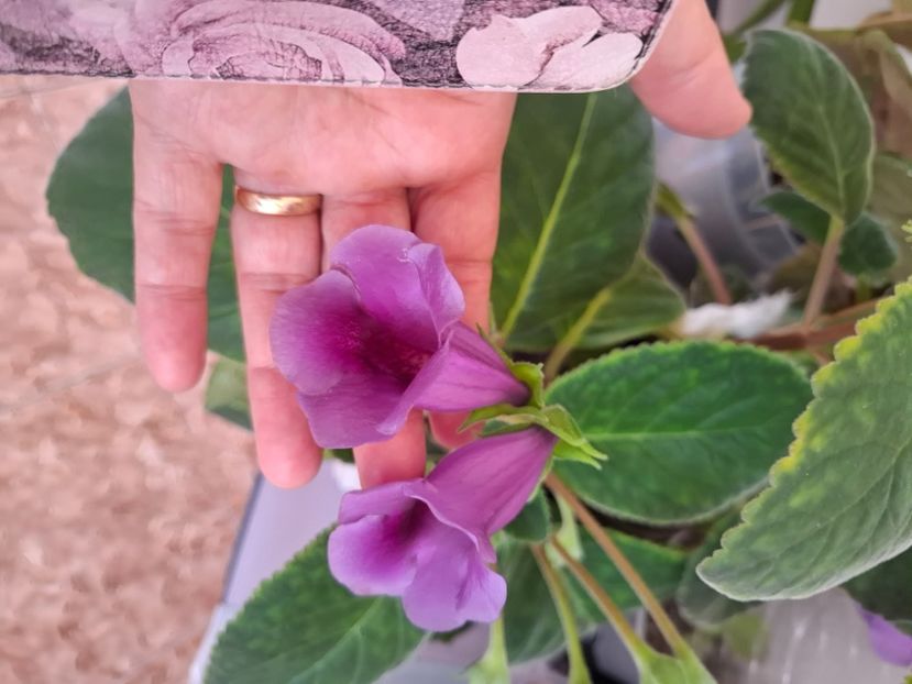  - Diverse flori 2025