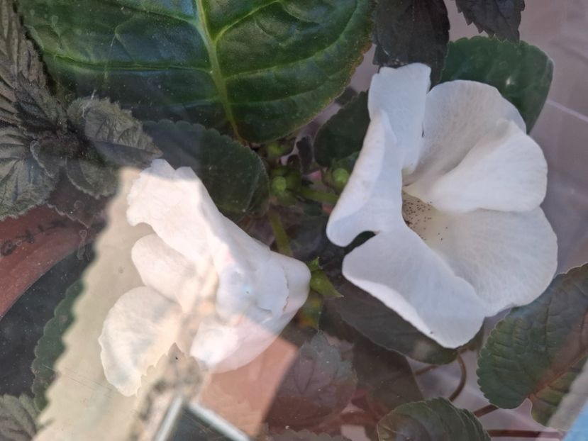  - Diverse flori 2025