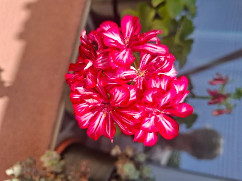  - Diverse flori 2025