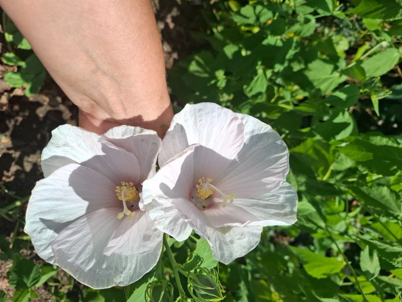  - Diverse flori 2025