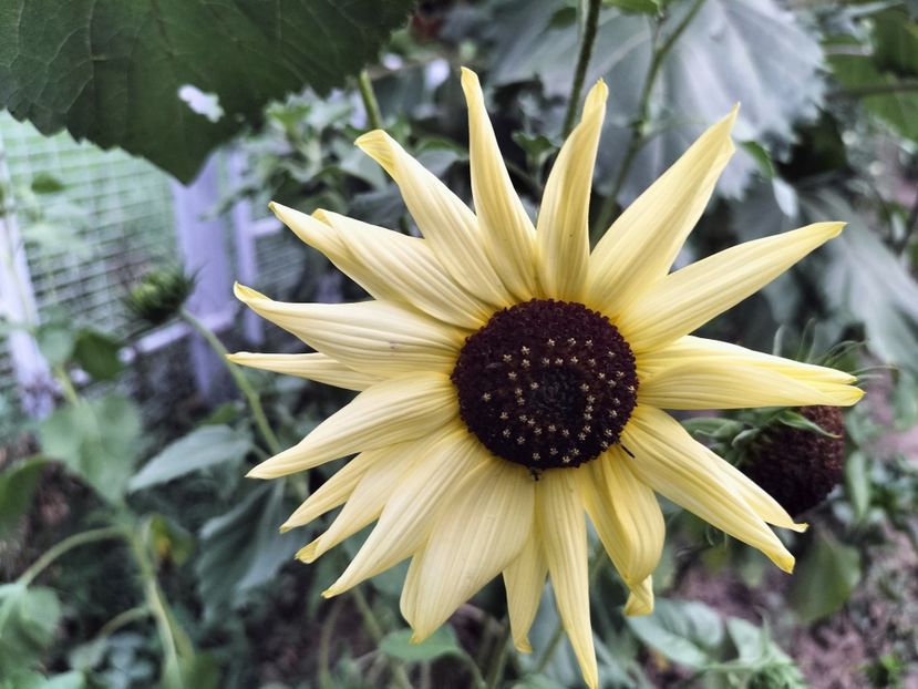 IMG20250726190850 - vara 2025