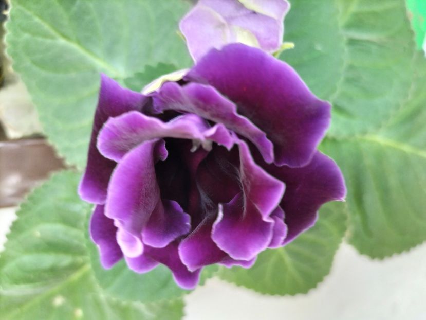 IMG20250725132402 - vara 2025