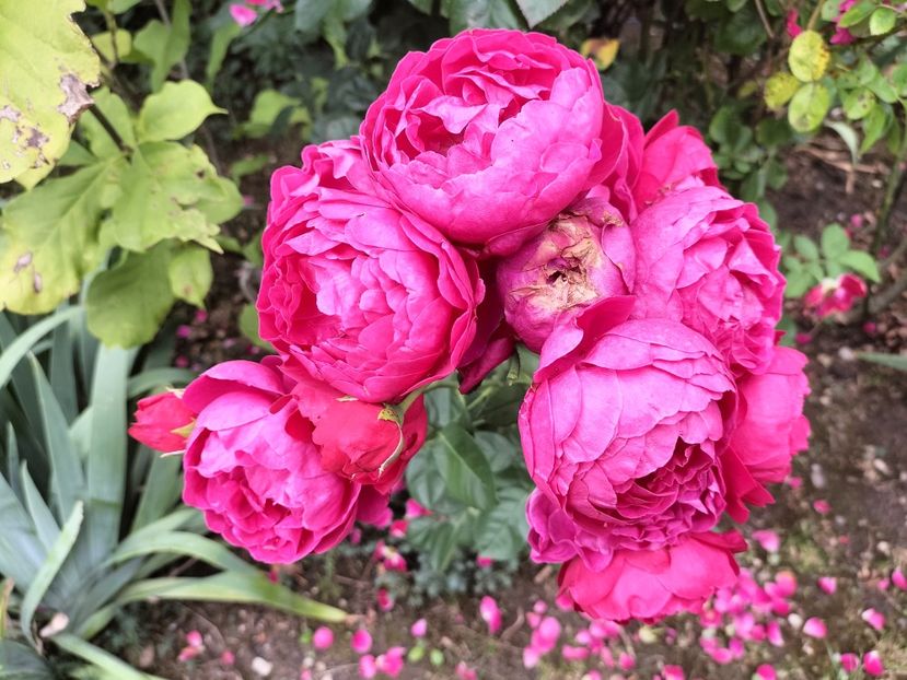 IMG20250717151813 - vara 2025