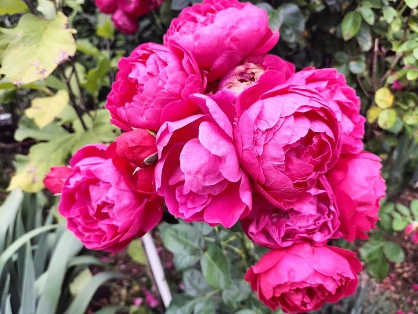 IMG20250717151728 - vara 2025