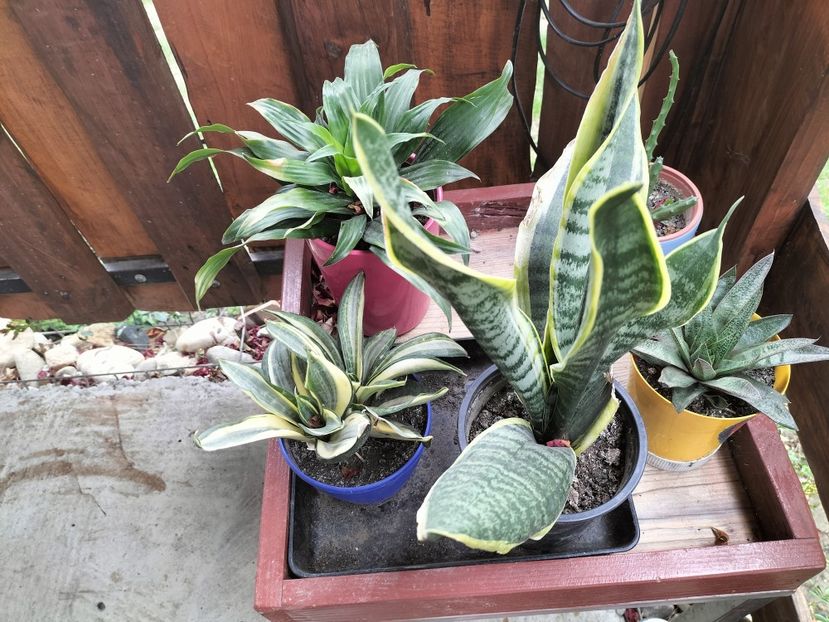 IMG20250717131946 - vara 2025