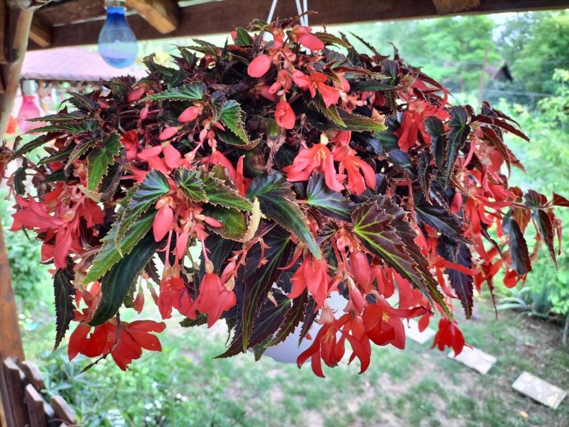 IMG20250717131914 - vara 2025