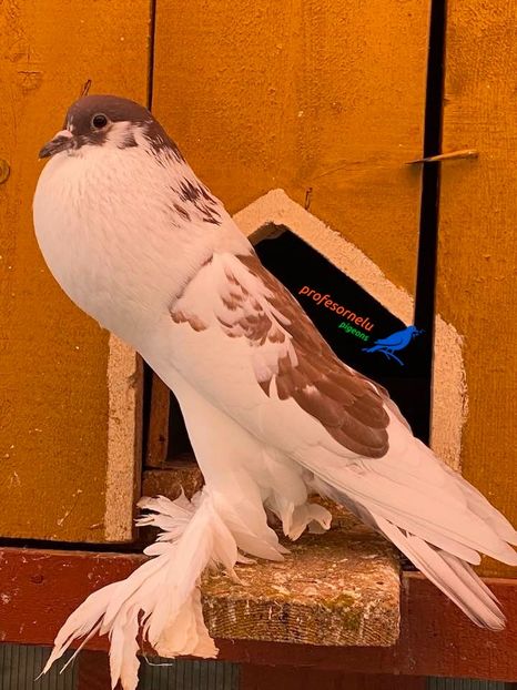 vândută lui Mariusică - Porumbei VÂNDUȚI