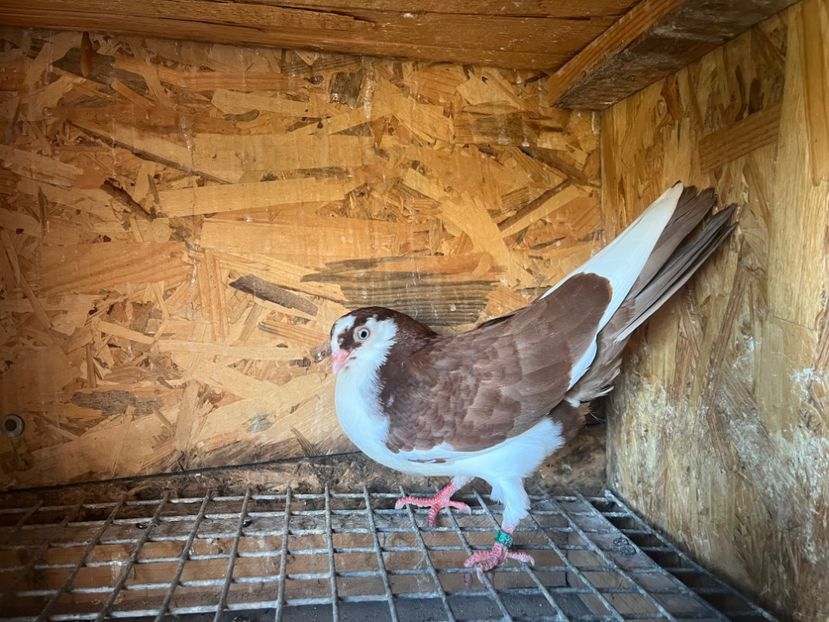 1794/25 - 8-lot zbor 2025