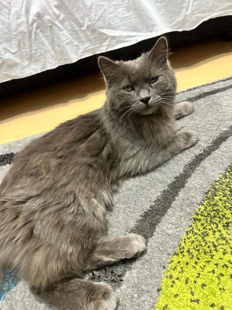 IMG-20240321-WA0000 - 2025 iulie