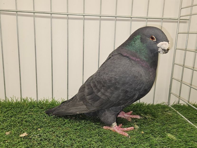 MASCUL USA 2017 NPA - 696 - MATCA MASCULI ASR 2026