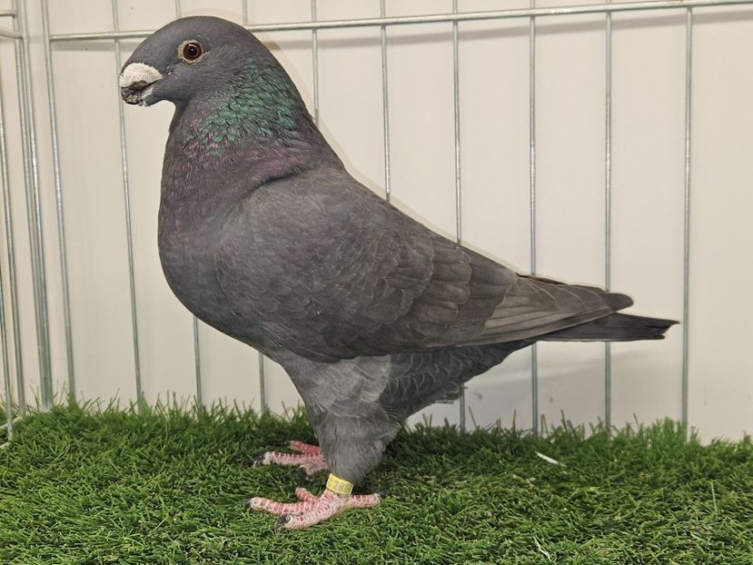 FEMELĂ UK 23 - C2856 - FEMELE ASR 2026