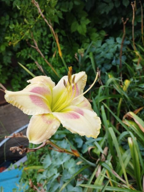  - Hemerocalisi 2025 vol2