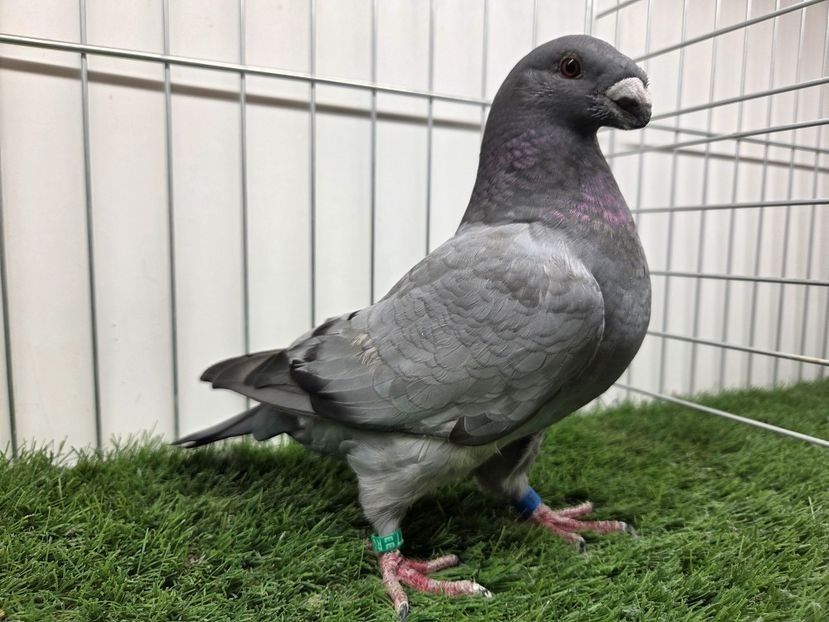 FEMELA RO 25 - 77 - FEMELE ASR 2026