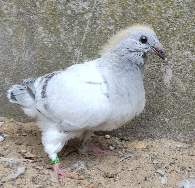 PL25-JRS26 - c- MLODE 2025 YOUTH