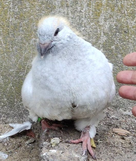 26 - c- MLODE 2025 YOUTH