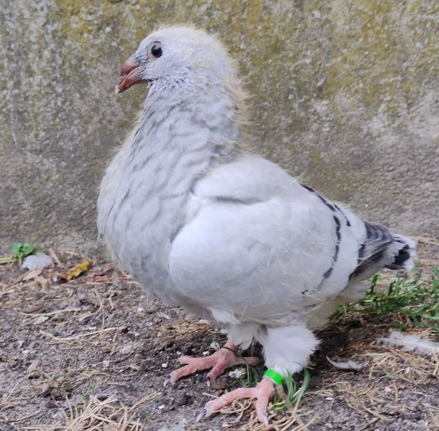 27 - c- MLODE 2025 YOUTH