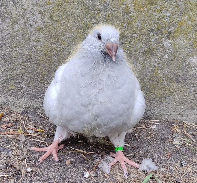 27 - c- MLODE 2025 YOUTH