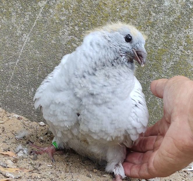 PL25-JRS28(F) - c- MLODE 2025 YOUTH