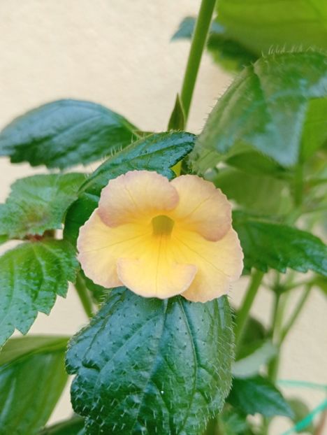 2025 - Hugues Aufray