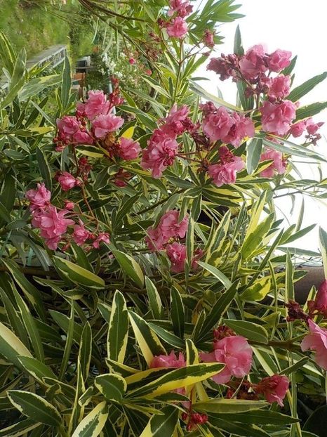  - variegat nr 24