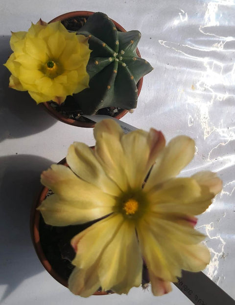 Echinocereus subinermis - Echinocereus subinermis